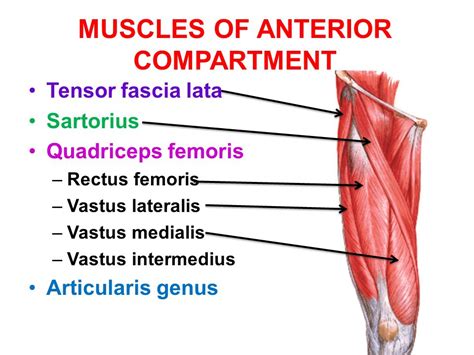 Thigh Muscles Attachment Nerve Supply Action Anatomy Info