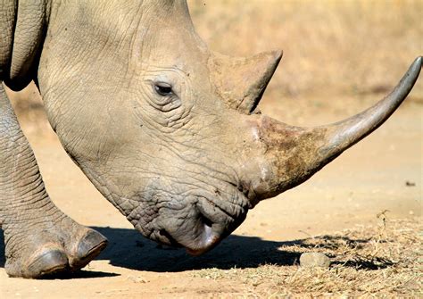White Rhino Rhinoceros 1 Free Stock Photo Freeimages