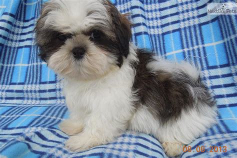 Or, perhaps your little guy or gal is displaying a behavior that. Shih Tzu puppy for sale near Wausau, Wisconsin | da6de087-0911