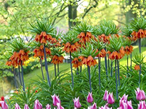 Fritillaria Imperialis Crown Imperial World Of Flowering Plants