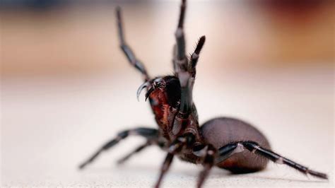 Funnel Web Spiders Lethal Poison May Hold T Of Life World The Times