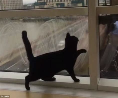Cat Chases Window Cleaner From The Other Side Of Glass In Funny Video