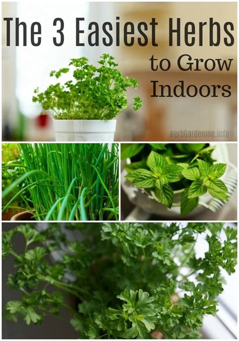 Want To Get Started Growing Herbs Indoors This Winter These 3 Herbs