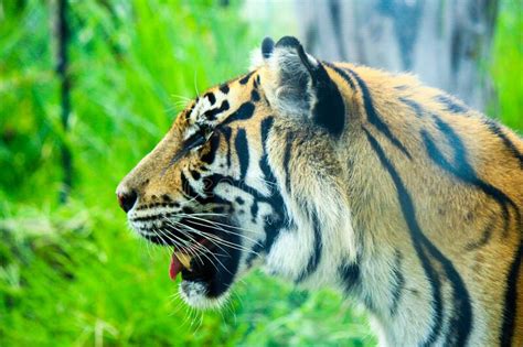 Fechar O Tigre Sumatran Na Natureza Foto De Stock Imagem De Cara