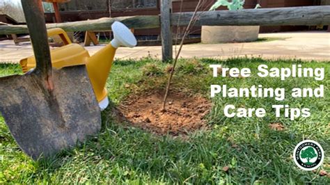 Tree Sapling Planting And Care Youtube