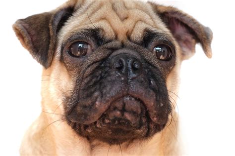 Dog Blackheads Causes Identification And Treatment Options A Z Animals