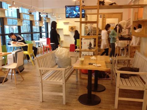 Patrons pay a cover fee, generally hourly, and thus cat cafés can be seen as a form of supervised indoor pet rental. Seoul, Seoul, South Korea - Toms Cat Cafe in Seoul South ...