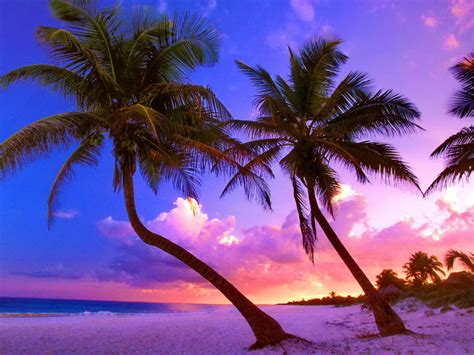 Download Sunset Sky Beach Tropical Nature Palm Tree Wallpaper