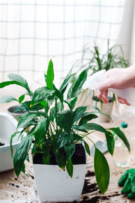 From Overwatering To Mealybugs Why Your Peace Lily Is Drooping And How