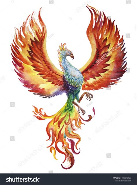Phoenix Bird Drawings Color