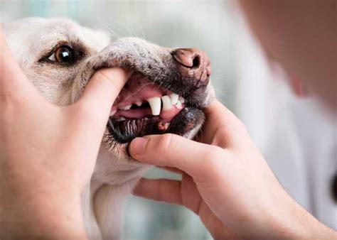 Melanoma In Dogs Diagnosis And Treatment Top Dog Tips