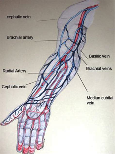 Anatomy Of The Arm Veins Anatomy Drawing Diagram Images And Photos Finder