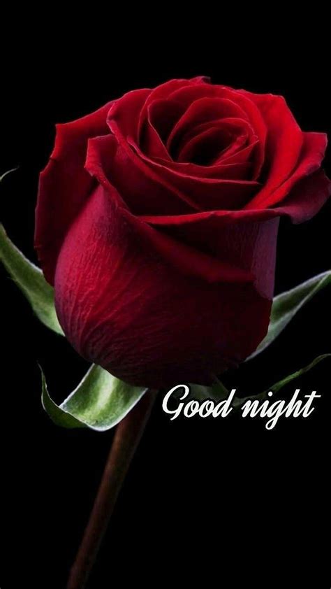 Good Night Rose Good Night Hd Phone Wallpaper Pxfuel