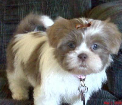 Pomeranian breeders descendent of large sled dogs, the pomeranian is a sociable dog with a lush coat of hair. Get Inspired For Miniature Shih Tzu Puppies | Meme Dogs