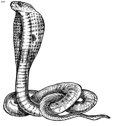Real Life Animal Snakes Coloring Pages Coloring Pages Pinterest Coloring Real Life And Life