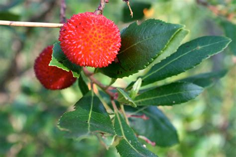 Filestrawberry Tree Fruit 2 Wikimedia Commons