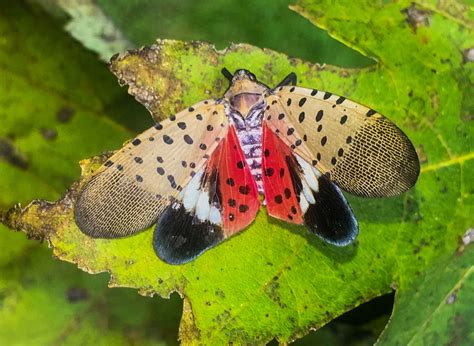 Spotted Lanternfly Identification and Treatment in Royersford PA 19468 ...