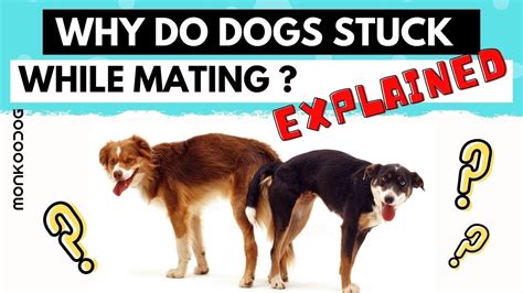 How Long Are Dogs Stuck Together When Mating