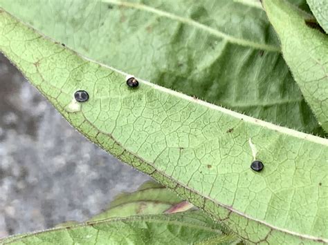 What’s this? #805117 - Ask Extension