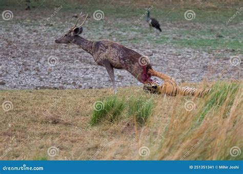 A Royal Bengal Tiger Hunting A Sambar Dear In Ranthambore National Park