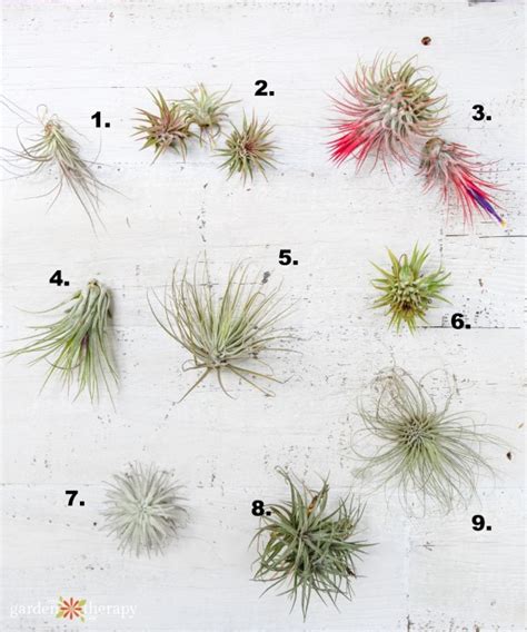 What Type Of Air Plant Do I Have Identify And Care For Common Varieties