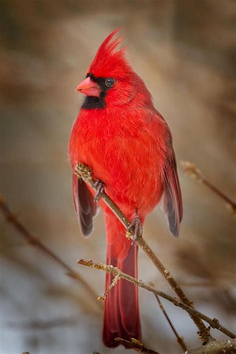 Cardinal Photograph Northern Cardinal By Bill Wakeley Cardinal
