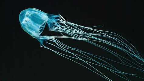 A Box Jellyfish One Of The Most Dangerous Ocean Animals In The World