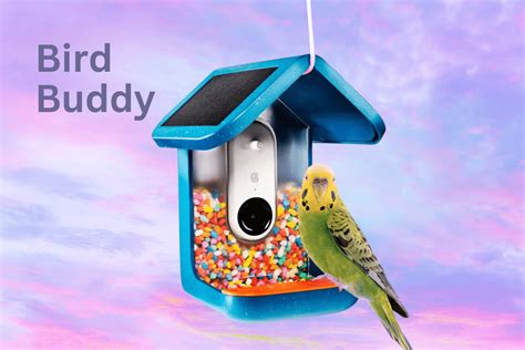 Reimagine Birdwatching With The Solar Powered Smart Bird Buddy Feeder