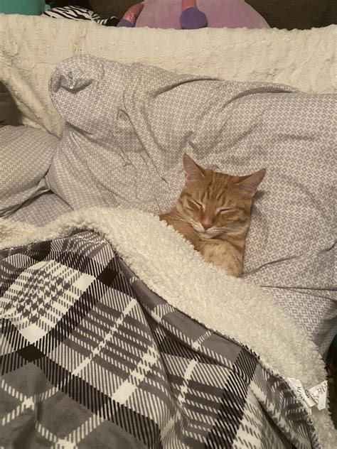 Oh To Be A Cat Tucked Into Bed R Orangecats