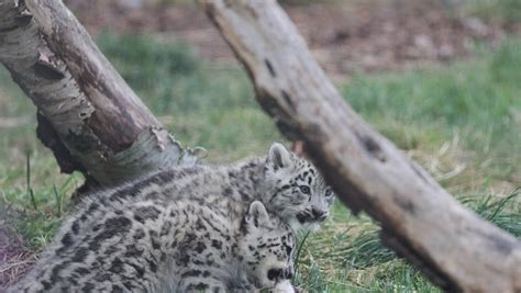Three Rare Snow Leopard Cubs Born At Highland Wildlife Park Near