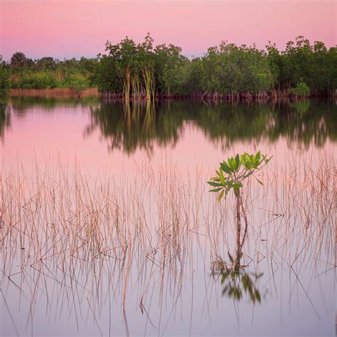 Constance Mier Fine Art Photography From South Florida Wilderness Areas