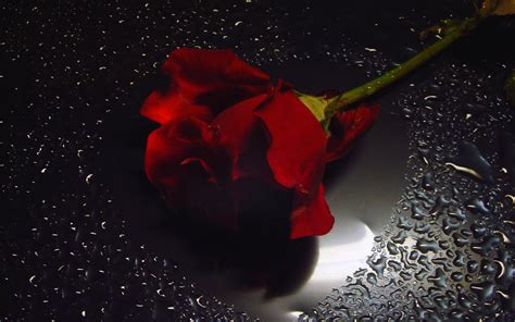 Red Roses On Black Background ·① Wallpapertag