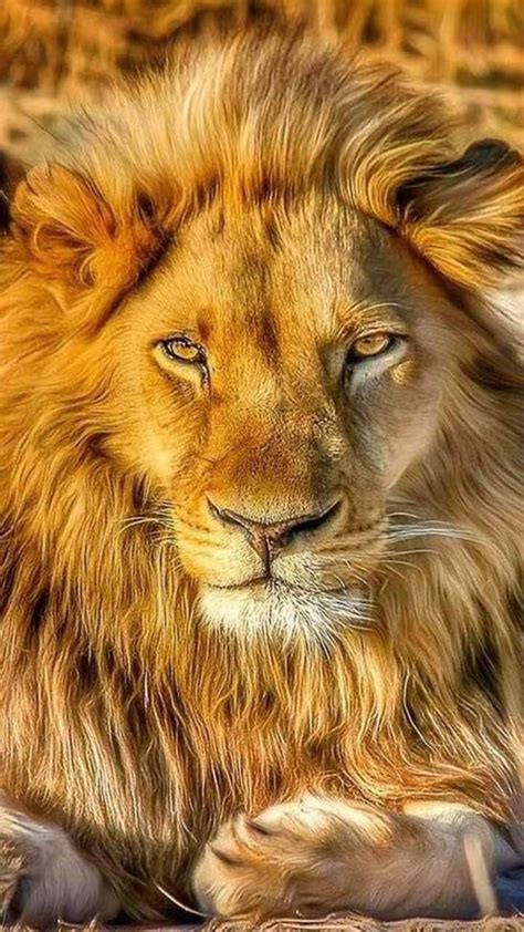 Fondos De Pantalla De Leones Para Tu Celular Full Hd Pa Fondos De