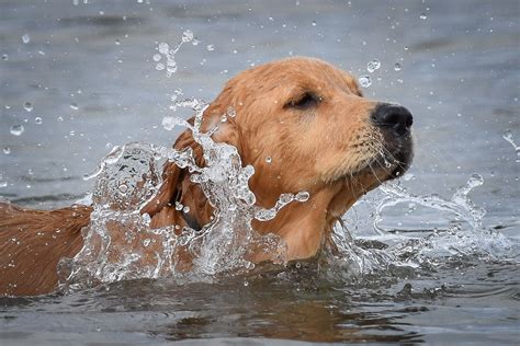 Swimming At Leasowe Bay Dogs Golden Retriever Dog Photography
