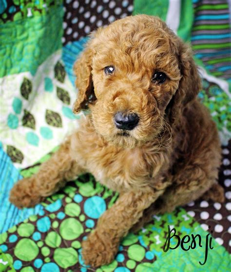 Separate a puppy or a kitten from its mother. 6 weeks old red apricot standard poodle puppy. Looks like ...