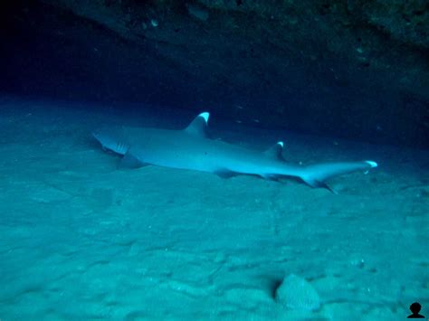 White Tip Reef Shark Hawaii Pictures