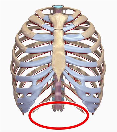 In this image, you will find common. 15 Parts Of The Human Body That Will Disappear In The ...