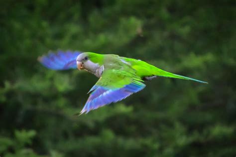 Quaker Parrot Monk Parakeet Fly By Raustin