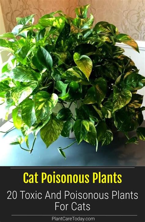 20 Toxic And Poisonous Plants For Cats Poisonous Plants Pothos Plant Care Fertilizer For Plants