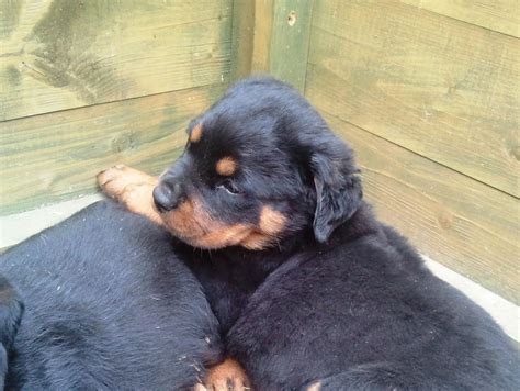The cheapest offer starts at £75. Old Style Rottweiler Puppies for Sale | Birmingham, West Midlands | Pets4Homes
