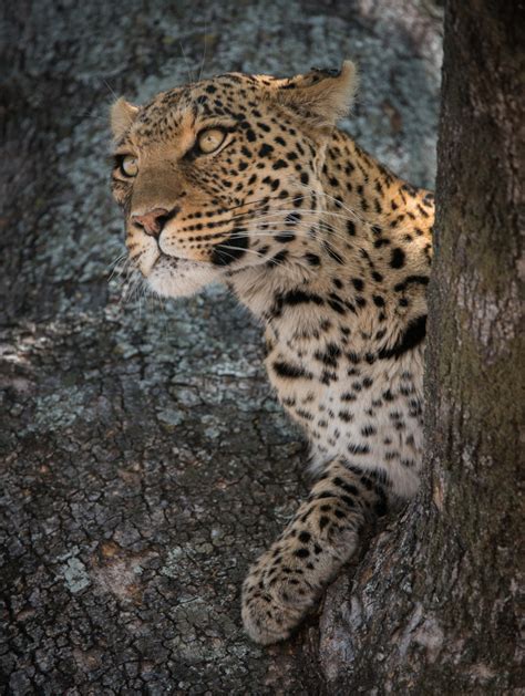 Leopard Portrait Sean Crane Photography