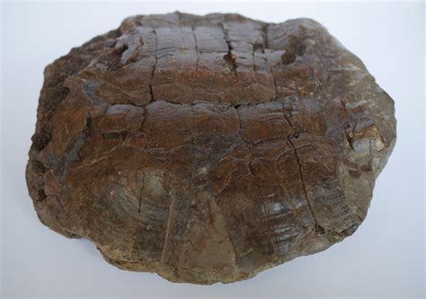 An Interesting Turtle Shell With Possible Bite Marks General Fossil