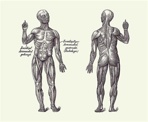 Arm Muscular System Dual View German Diagram Vintage Anatomy 2