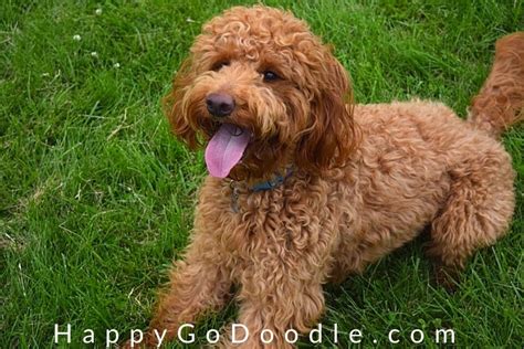 Red F1b Goldendoodle Puppies Goldendoodles Colors Puppy Fur And