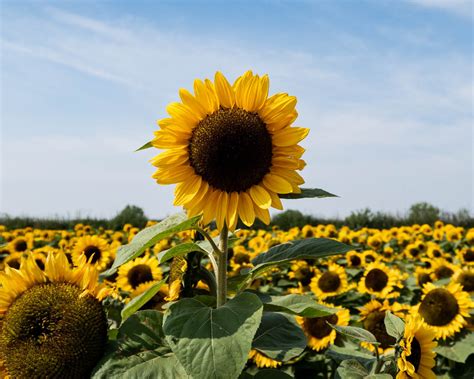 From Blooms To Seed Heads A Guide To Sunflower Photography