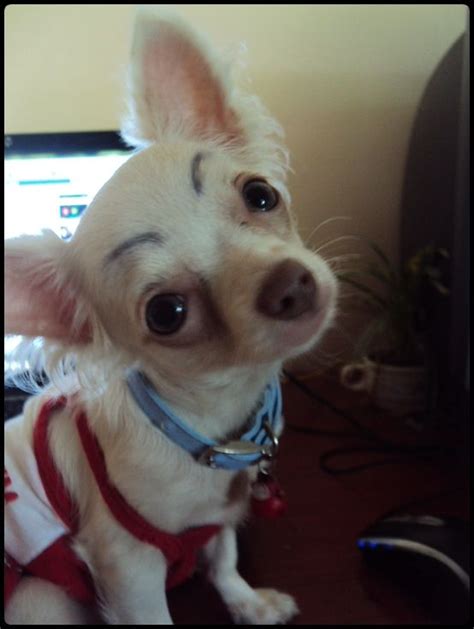 17 Best Images About Funny Eyebrow Dogs On Pinterest Chihuahuas