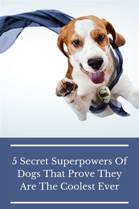Best Dogs Dogs Super Powers Pet Blog