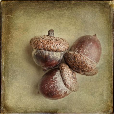 Three Autumn Acorns Photograph By Lisa R Fine Art America