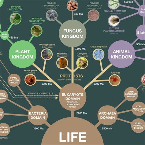 Evolution And Classification Of Life Evolution And School