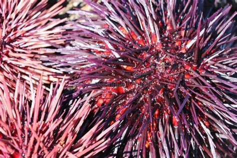 400 Pink Sea Urchins Stock Photos Free And Royalty Free Stock Photos